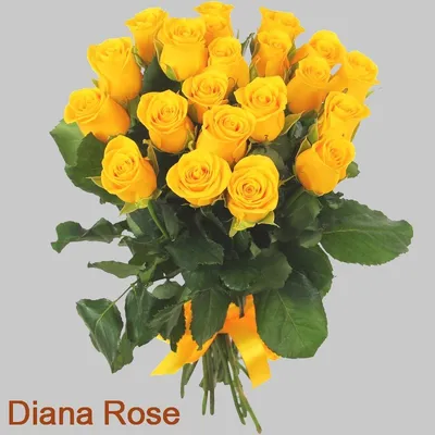 Букет 51 желтая роза купить недорого в интернет-магазине.
