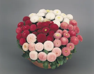 Маргаритки - хорошие цветы для составления красивых букетов