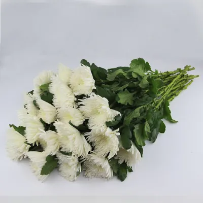 Венок на похороны из живых цветов «Память» | Венки из живых и искусственных  цветов