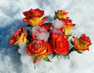 Ароматные цветы на снежном покрывале