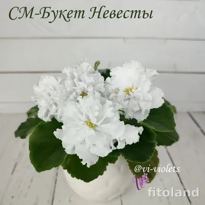 Фиалка СМ-Букет Невесты