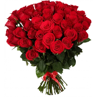 Букет 51 красная роза Эквадор - Green Rose