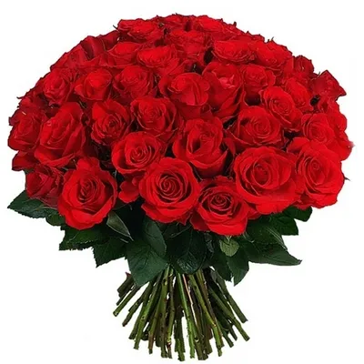 Букет красных роз Эквадор 51 штука 50 см | Купить в СПб за 5900 руб