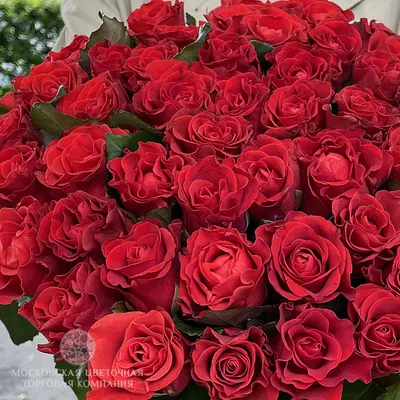 51 красная роза 40 см заказать с доставкой Саратов