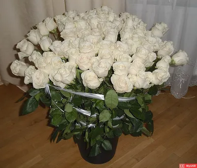 Белые Розы Фото Реальные – Telegraph