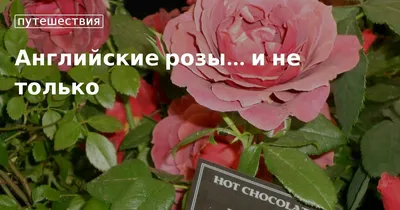 Букет 7 белых роз в крафт-бумаге заказать с доставкой по цене 2 080 руб. в  Ростове-на-Дону