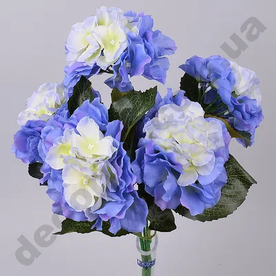 Букет роз и голубой гортензией с доставкой недорого, купить в СПб дешево