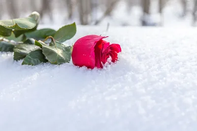 Букет цветов на снегу фотографии