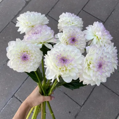Букет из 9 георгин с зеленью - Арт. 4223