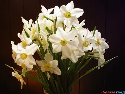 Нарциссы с мимозой в букете - 25 шт. за 9 390 руб. | Бесплатная доставка  цветов по Москве