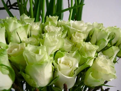 Обои Букеты Розы Крупным планом Белый Цветы Картинка #441283 Скачать |  Розы, Букет роз, Цветы