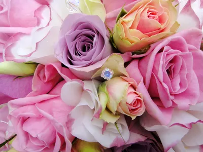 Букет розовых роз (57 фото)