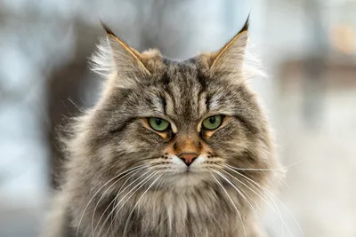Бухарская кошка: красивые изображения в хорошем качестве
