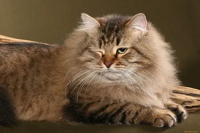 Бухарская кошка: нежность и грация в каждом снимке