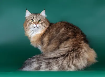 Бухарская кошка: фон для вашего удовольствия и восхищения