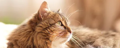 Бухарская кошка на фото: преданность и нежность в каждой мордочке