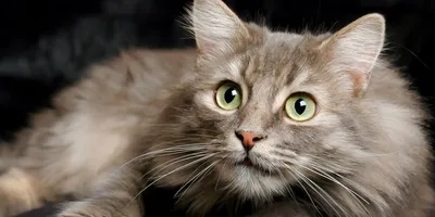 Фото Бухарской кошки: идол нежности и элегантности