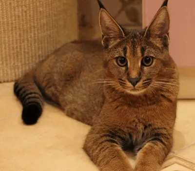 Бухарская кошка: великолепные изображения для настоящих ценителей