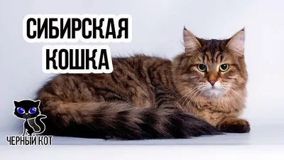Бухарская кошка: магнетизм и хрупкость в каждом снимке
