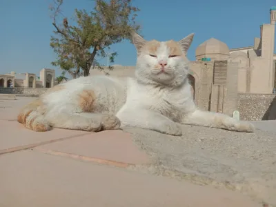 Бухарская кошка: хранительница гармонии и подарок для глаз