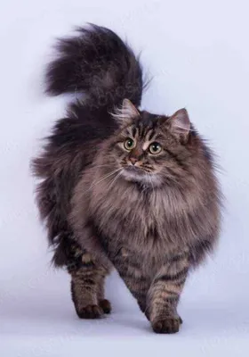 Бухарская кошка: стильные изображения для использования в качестве обоев