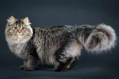 Фото Бухарской кошки: завораживающие мордочки и изящные линии