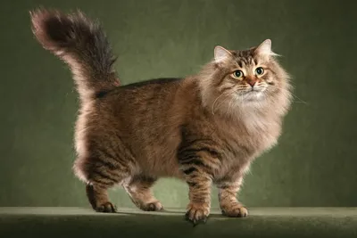 Бухарская кошка: прелестное создание, которое таит в себе загадку