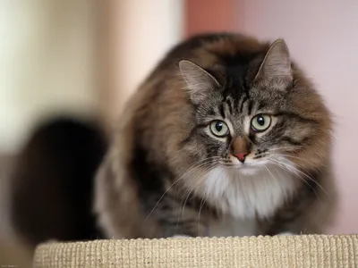 Изображения Бухарской кошки: выберите размер и формат по вашему вкусу