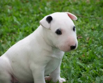 Бультерьер (Bull terrier) - это смелая, мощная и очень выносливая порода  собак. Описание, фото, отзывы о породе.