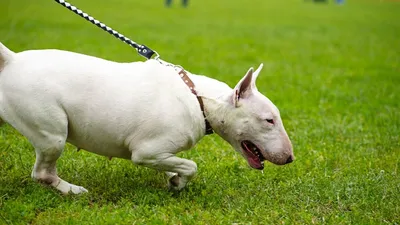счастливая и взволнованная белая питбуль-собака, гуляющая по улицам, где он  хочет отдохнуть и расслабиться Стоковое Фото - изображение насчитывающей  афоризмов, смотреть: 234128376