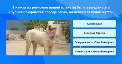 Кинолог объяснил бессмысленность запрета на разведение бойцовских собак - МК