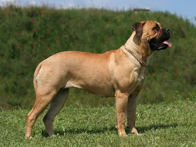 Собака Bullmastiff стоковое фото. изображение насчитывающей бульдоги -  45041998