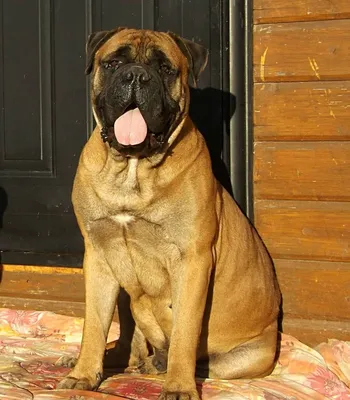 Bullmastiff собаки любимчика большое красное Стоковое Изображение -  изображение насчитывающей разведенными, счастливо: 56978567