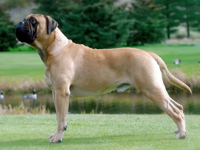 Большая собака породы бульмастиф изолирована на прозрачном фоне | Премиум  PSD Файл