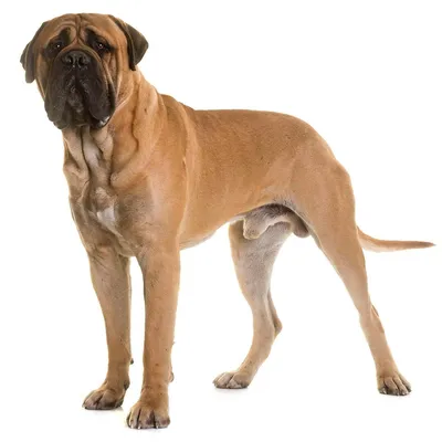 Породы собак | Южноафриканский бурбуль | Фото 46756 | South African  Boerboel | Bull mastiff dogs, Cute cats and dogs, Giant dog breeds