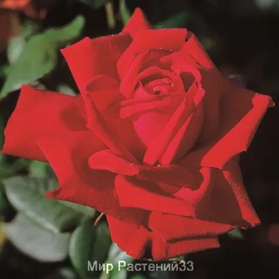 Галерея - Burgund 81 (KORgund, Loving Memory, Red Cedar, The Macarthur Rose)  - Энциклопедия роз