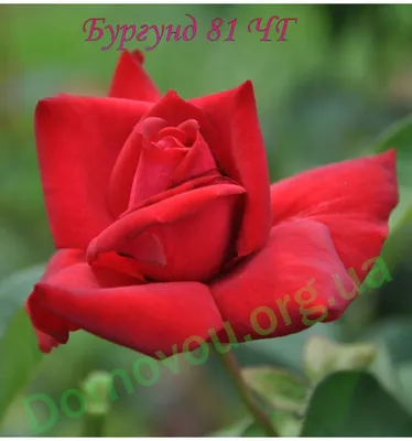 Чайно-гибридная роза Бургунд 81🌹🌹🌹 Здоровая и надëжная роза с  роскошными, огромными цветами( 15-16см).Цветок очень красивый насыщенного…  | Instagram