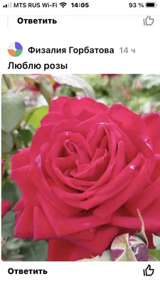 Роза чайно-гибридная `Бургунд`, Rosa (HT) `Burgund` | СадПарад