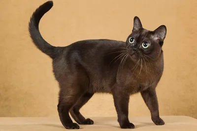 Бургундская кошка: прекрасное сочетание красок и форматов