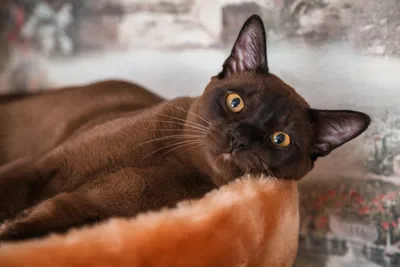 Бургундская кошка: элегантное слияние качества и разнообразия форматов