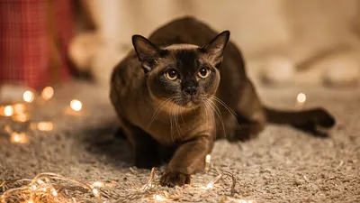 Фото Бургундской кошки: ловите моменты красоты