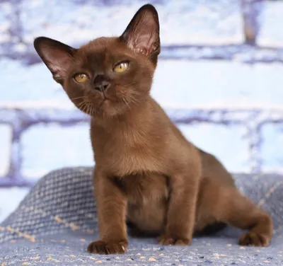 Бургундская кошка: загадочная привлекательность на каждом снимке