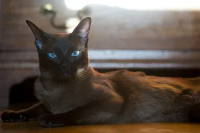Восхитительные изображения Бургундской кошки во всех возможных размерах