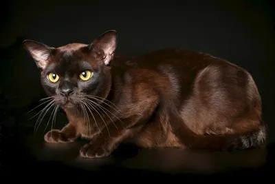 Абсолютно бесплатные фото Бургундской кошки в высоком разрешении