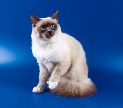 Изысканные картинки Бургундской кошки для красочного оформления