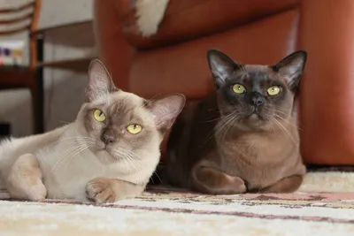 Бургундская кошка: капризная красота на вашем экране