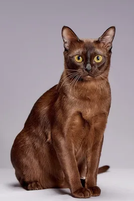 Бургундская кошка: окунитесь в мир изысканного изображения