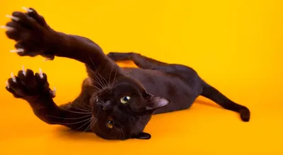 Уникальные изображения Бургундской кошки для стильных обоев