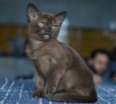 Бургундская кошка: вся красота в одном формате
