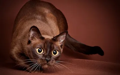 Бургундская кошка: идеальный выбор для обоев